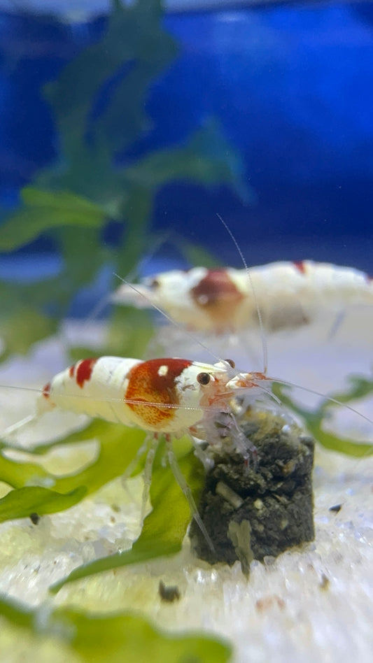 Red Crystal Shrimp