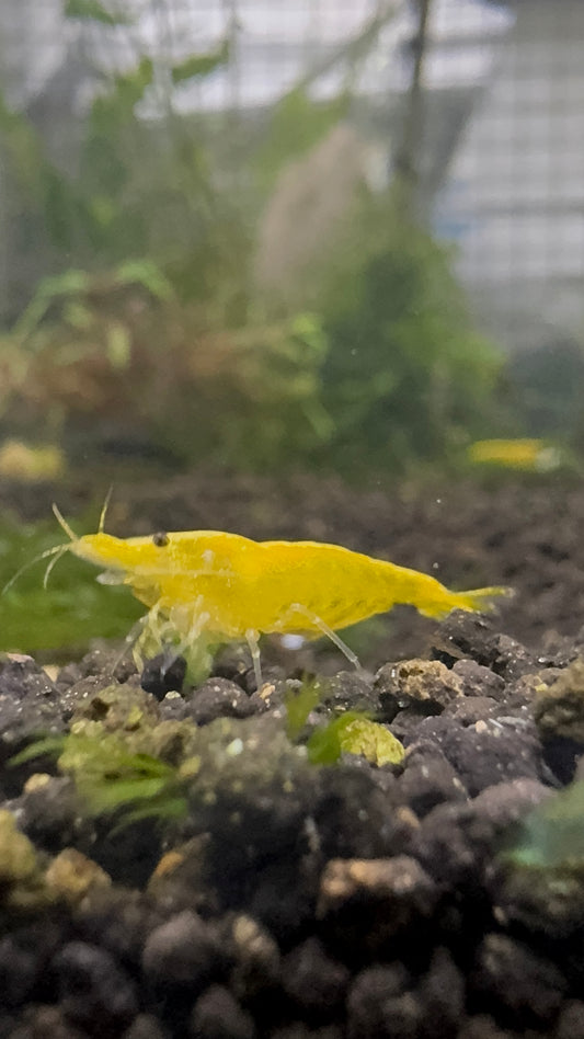 Neocaridina Gold Back Yellow Fire Shrimp