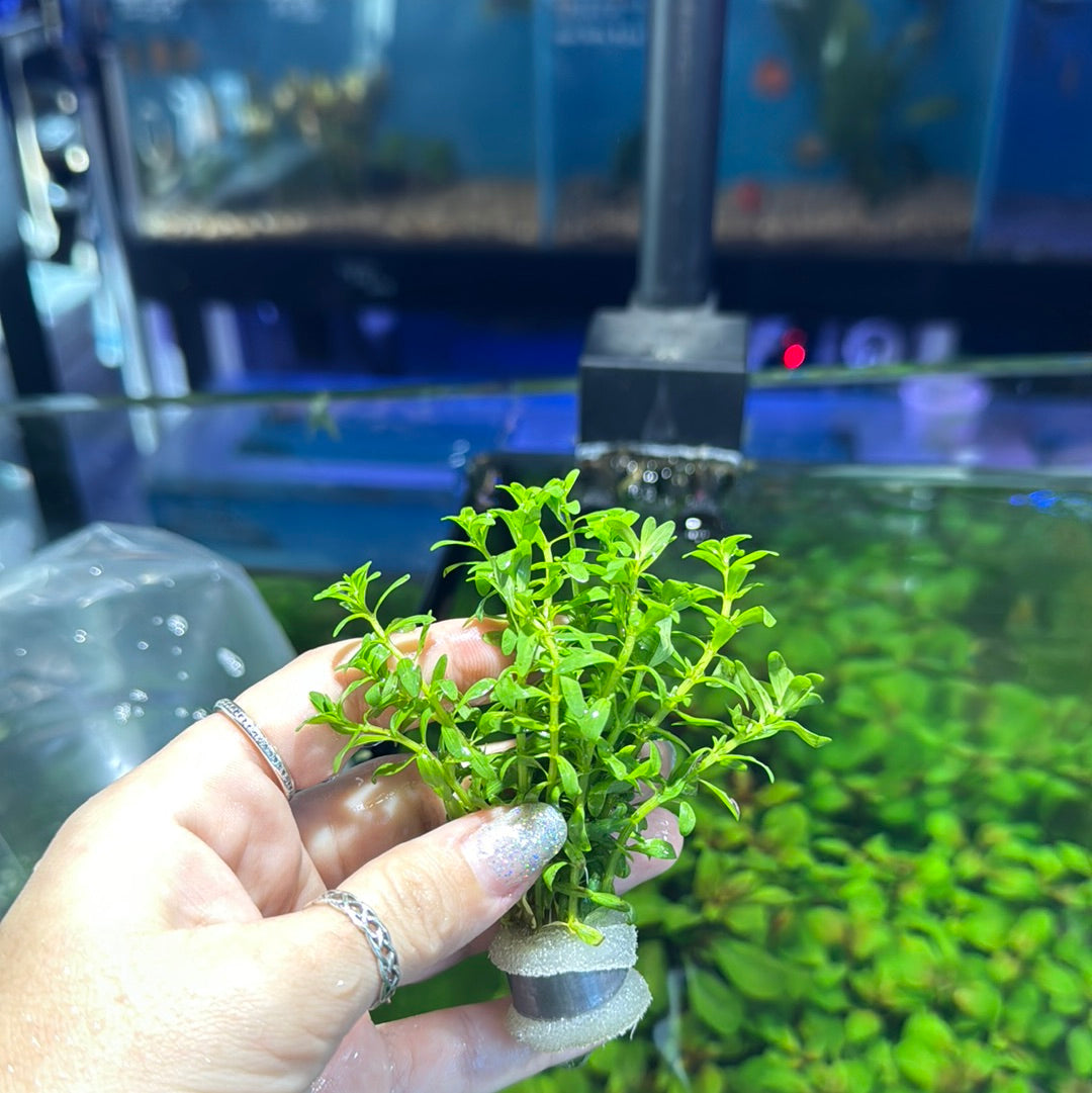 Rotala nanjenshan