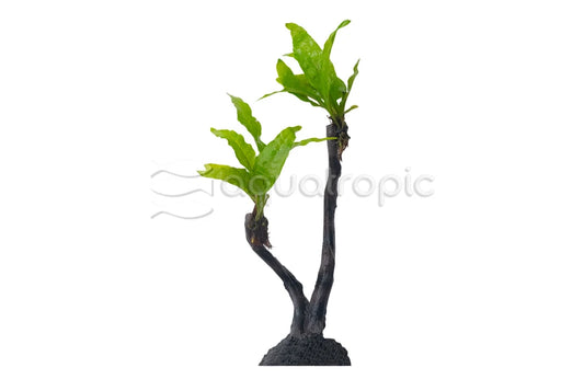 Ferns on resin tree decor