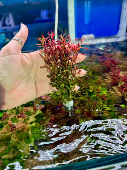Ludwigia Arcuata