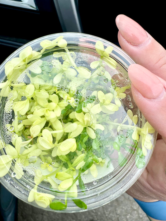 RARE! Bacopa Compact White Tissue Culture