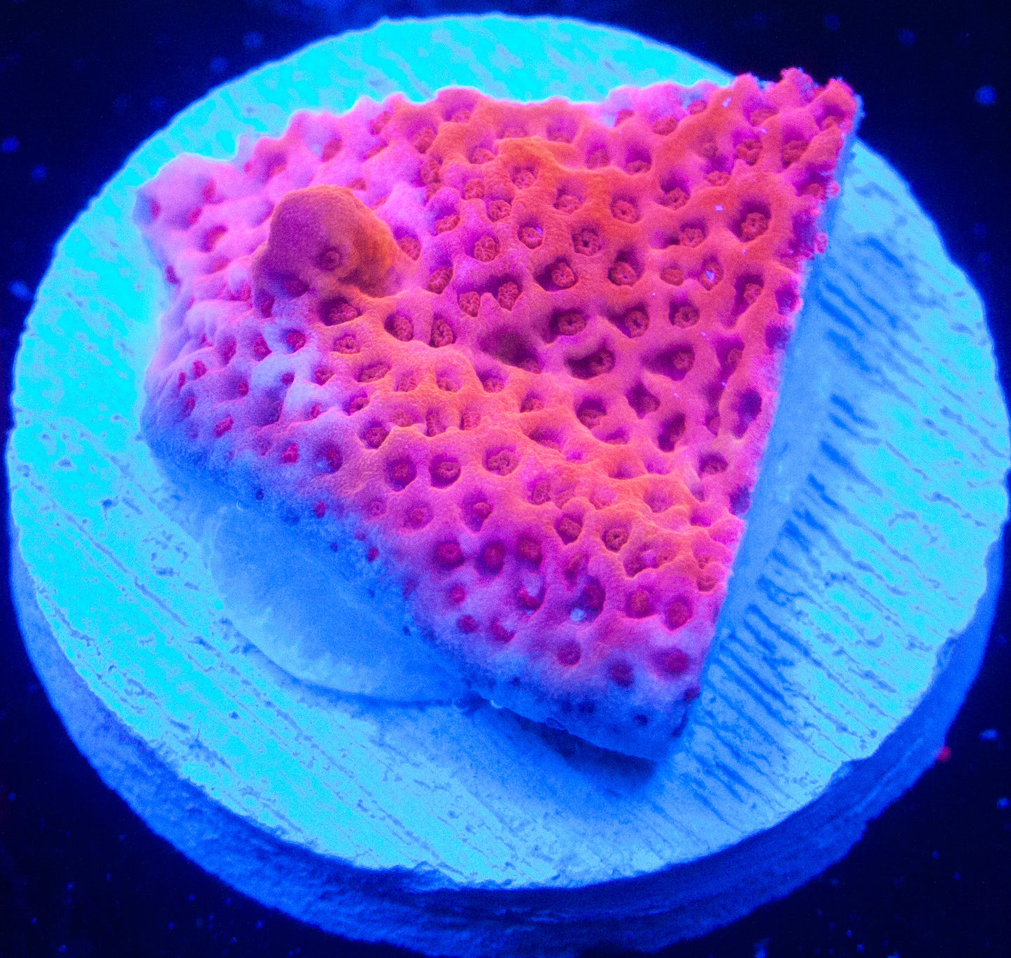 Peach Montipora