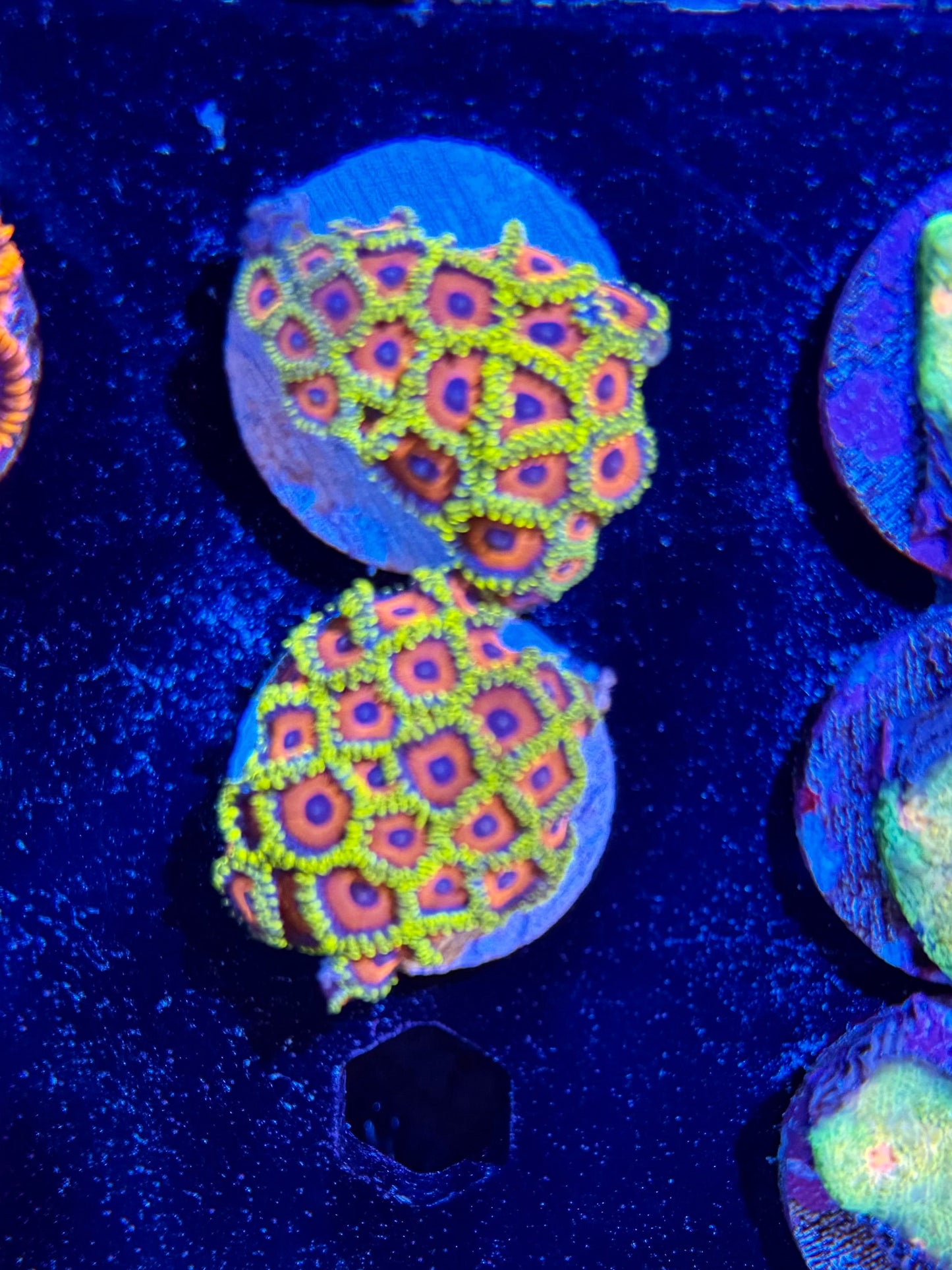 Jungle Juice Zoa Frag