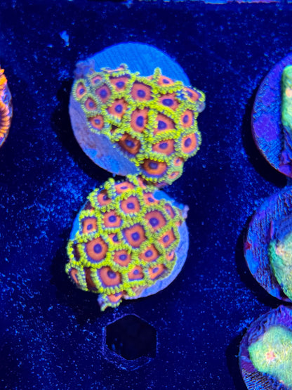 Jungle Juice Zoa Frag