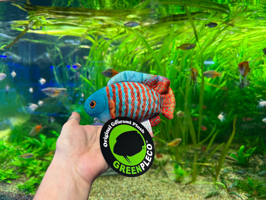 Dwarf Gourami Plush
