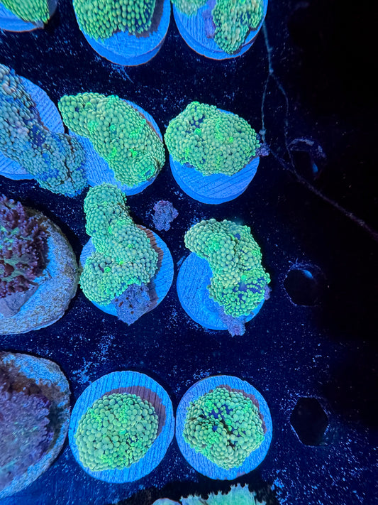 Green Ricordea Mushroom