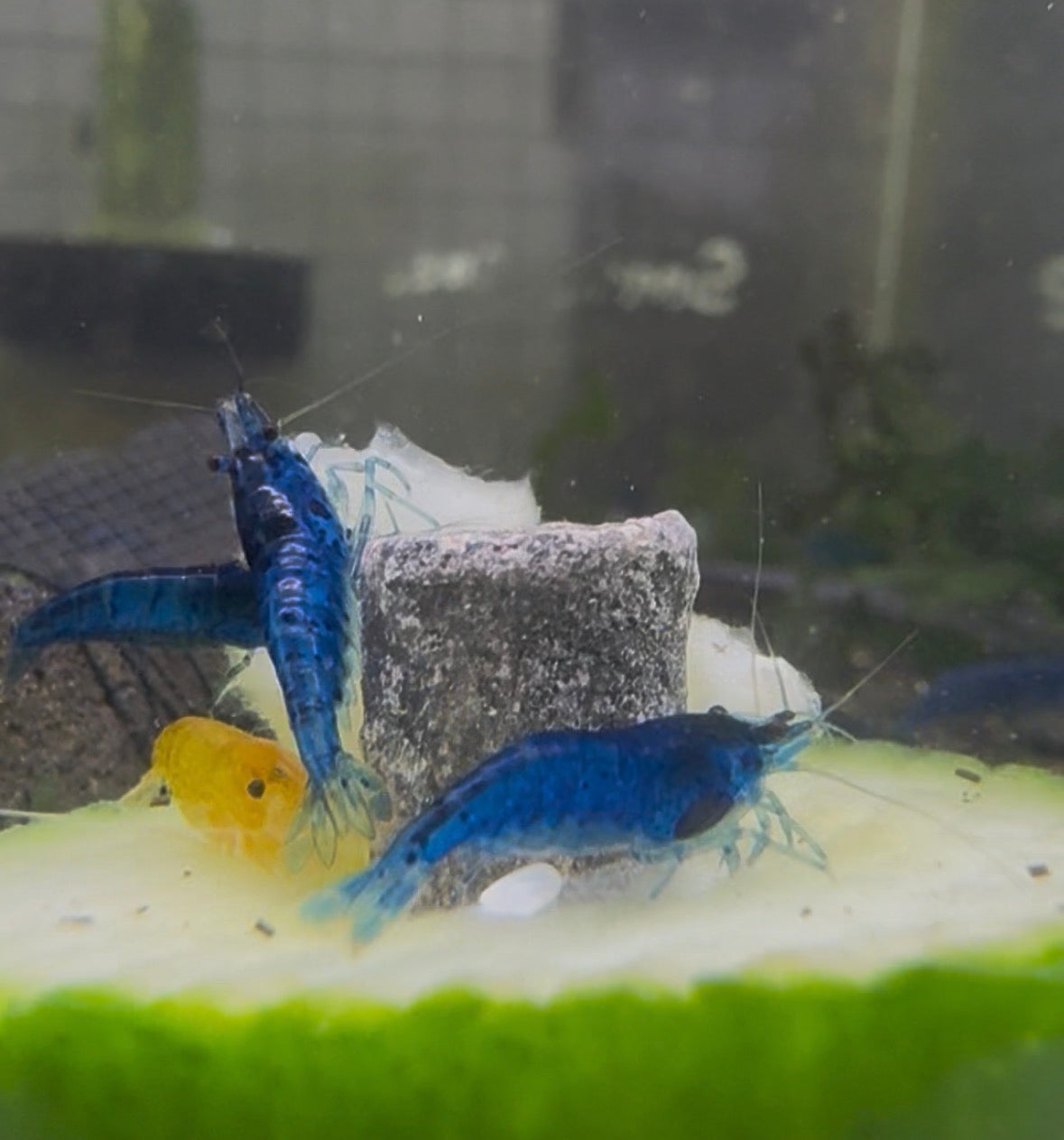 Neocaridina Blue Velvet Shrimp