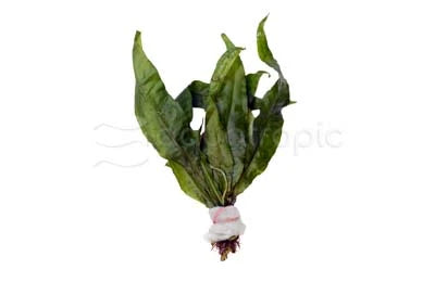 Malaysian red fern