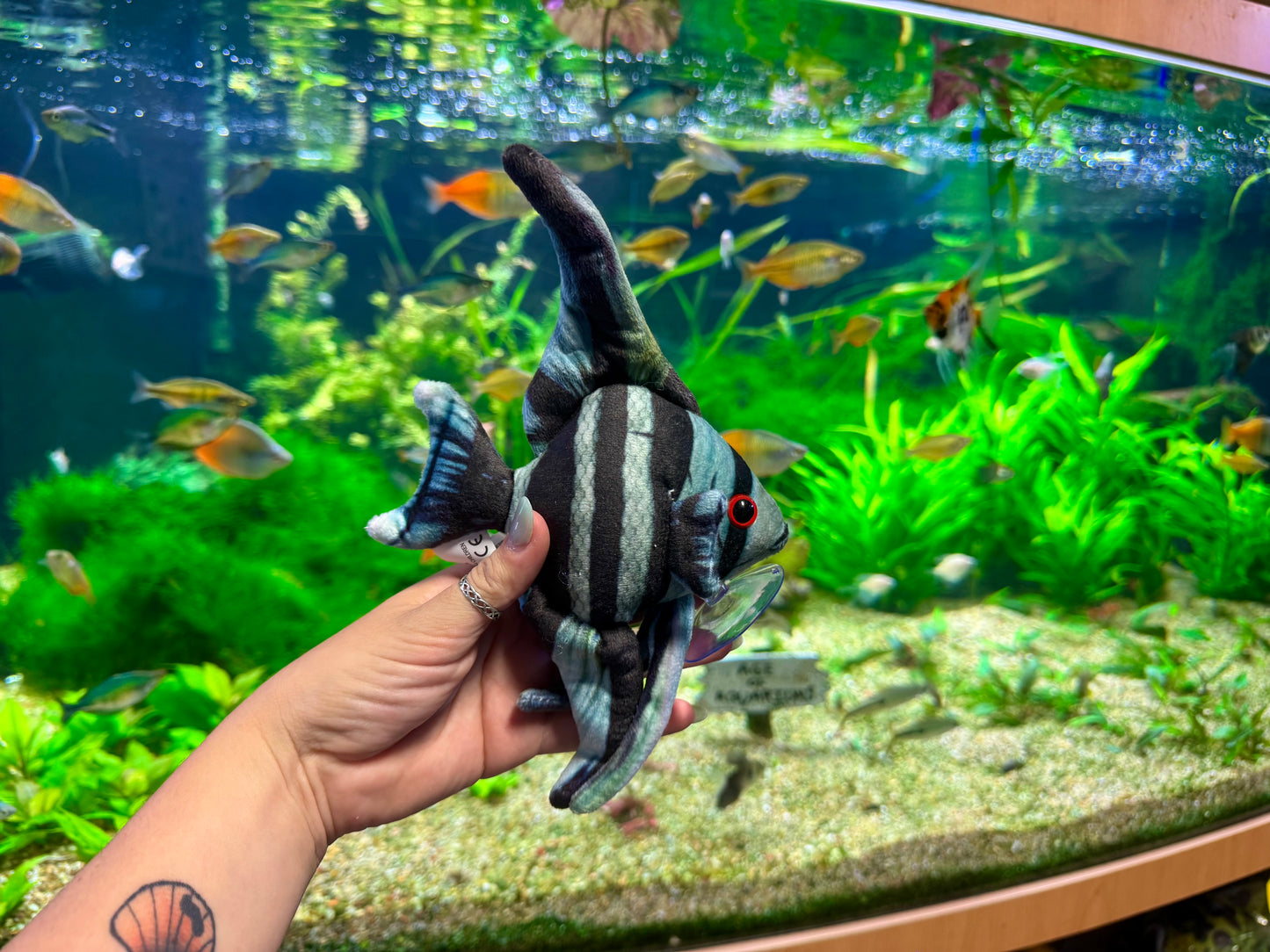 Angelfish Plush