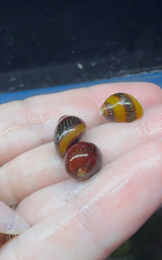 Red Racer Nerite Snail