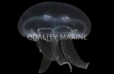 Moon Jellyfish (Aurelia aurita)