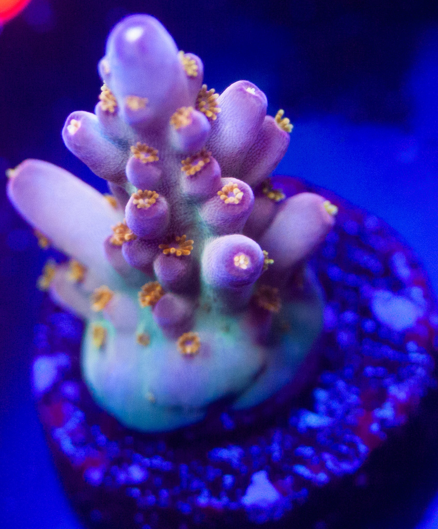 Defugiums Morning Star Acro – ageofaquariums
