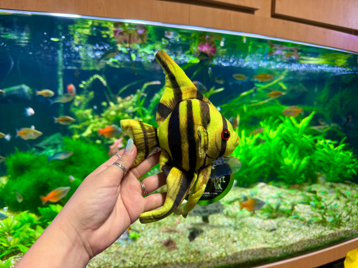 Angelfish Plush