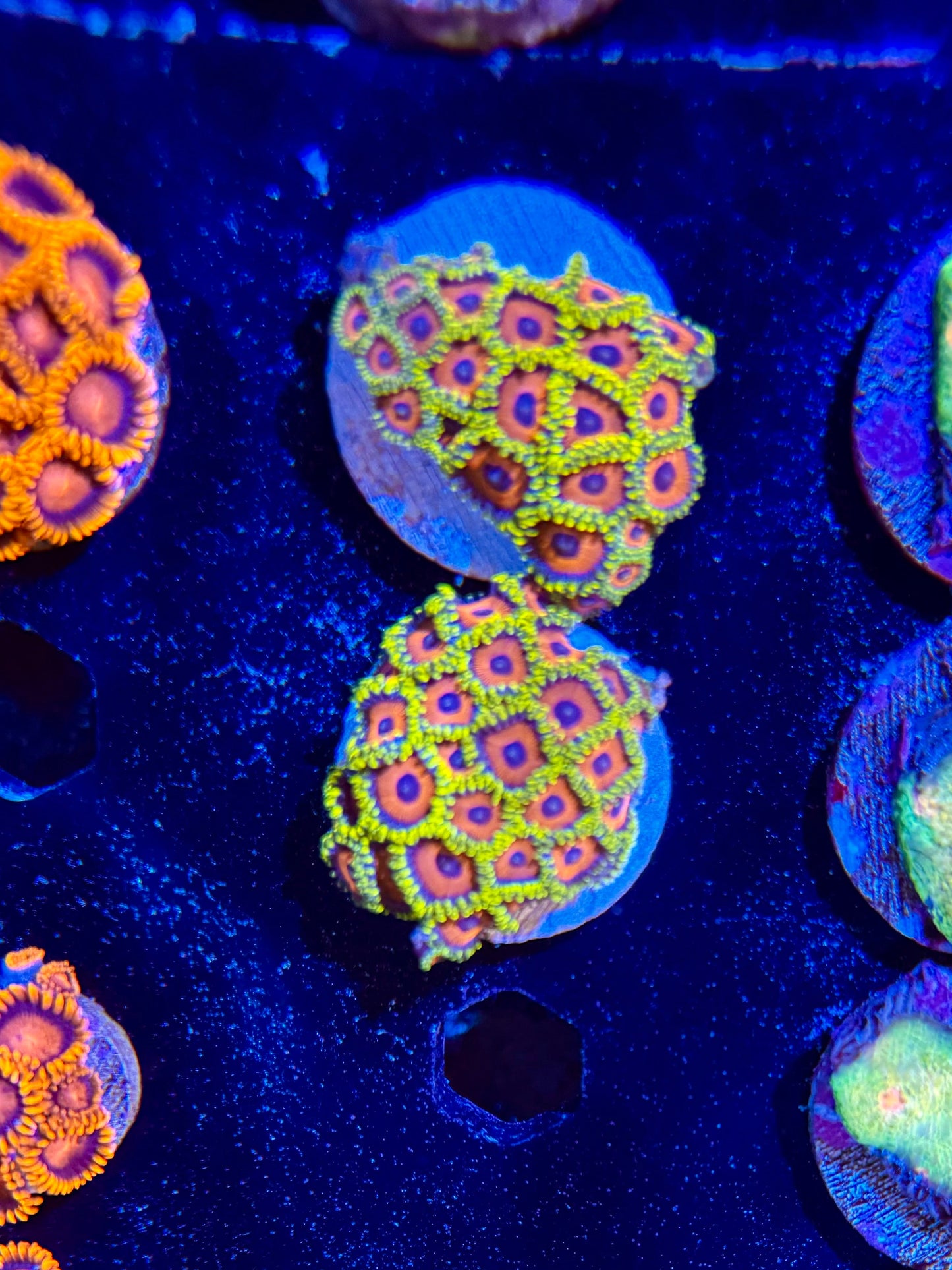 Jungle Juice Zoa Frag