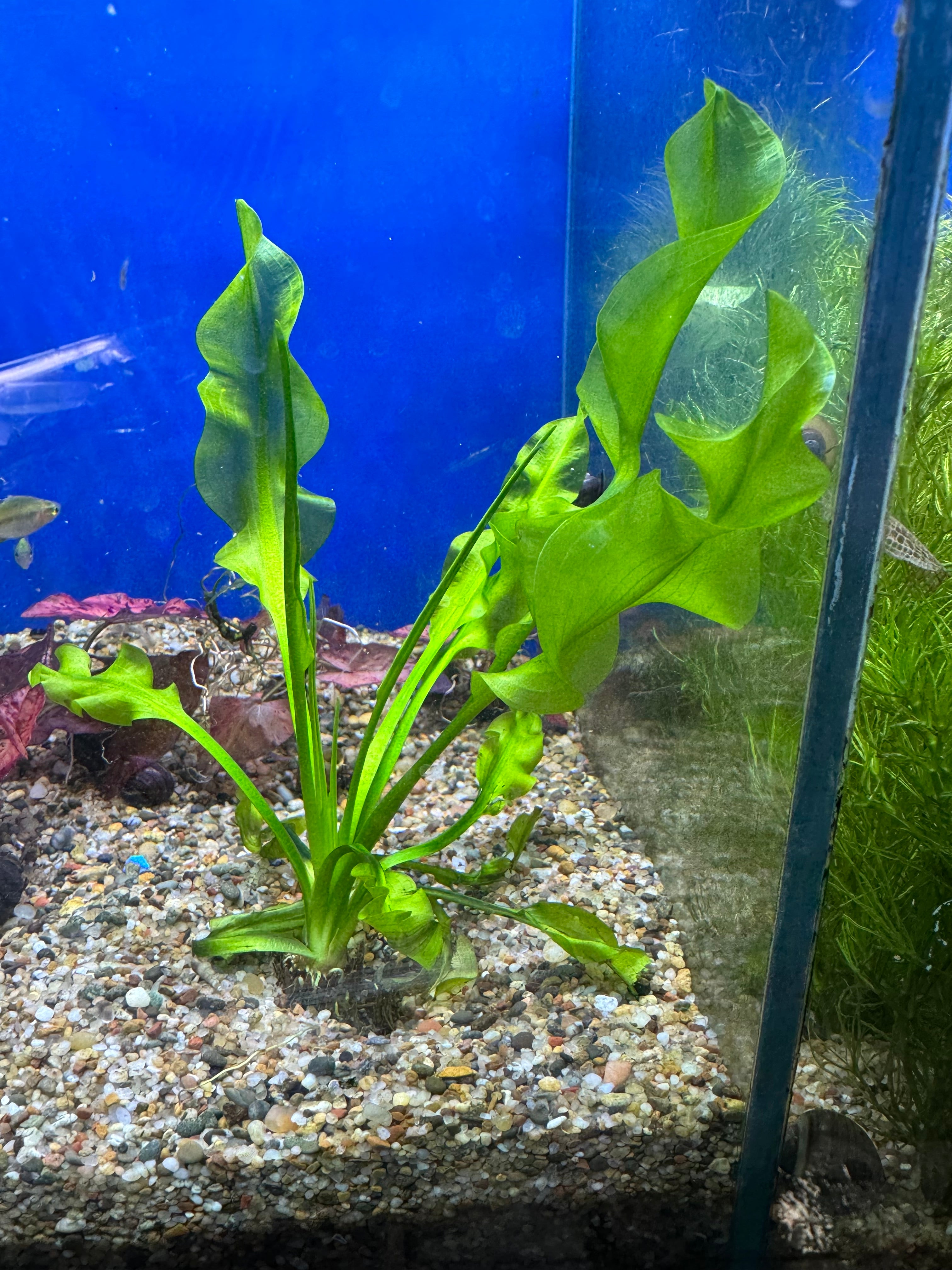 Apon F Apon ulvaceous – ageofaquariums
