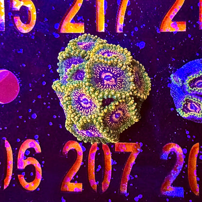 Collector Zoa Assortment