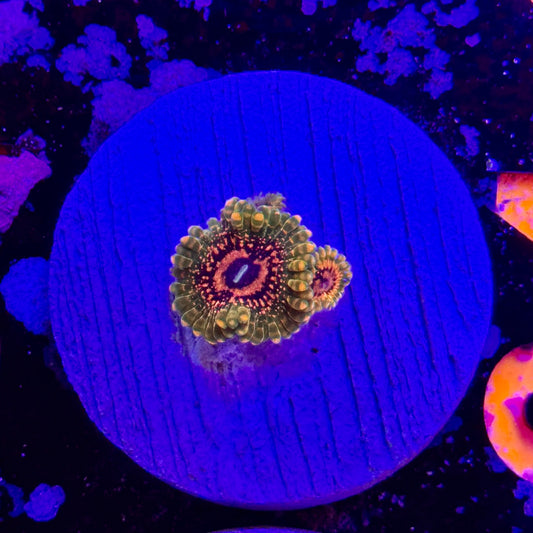 Grandmaster Krakatoa Zoa (FREE SHIPPING!)