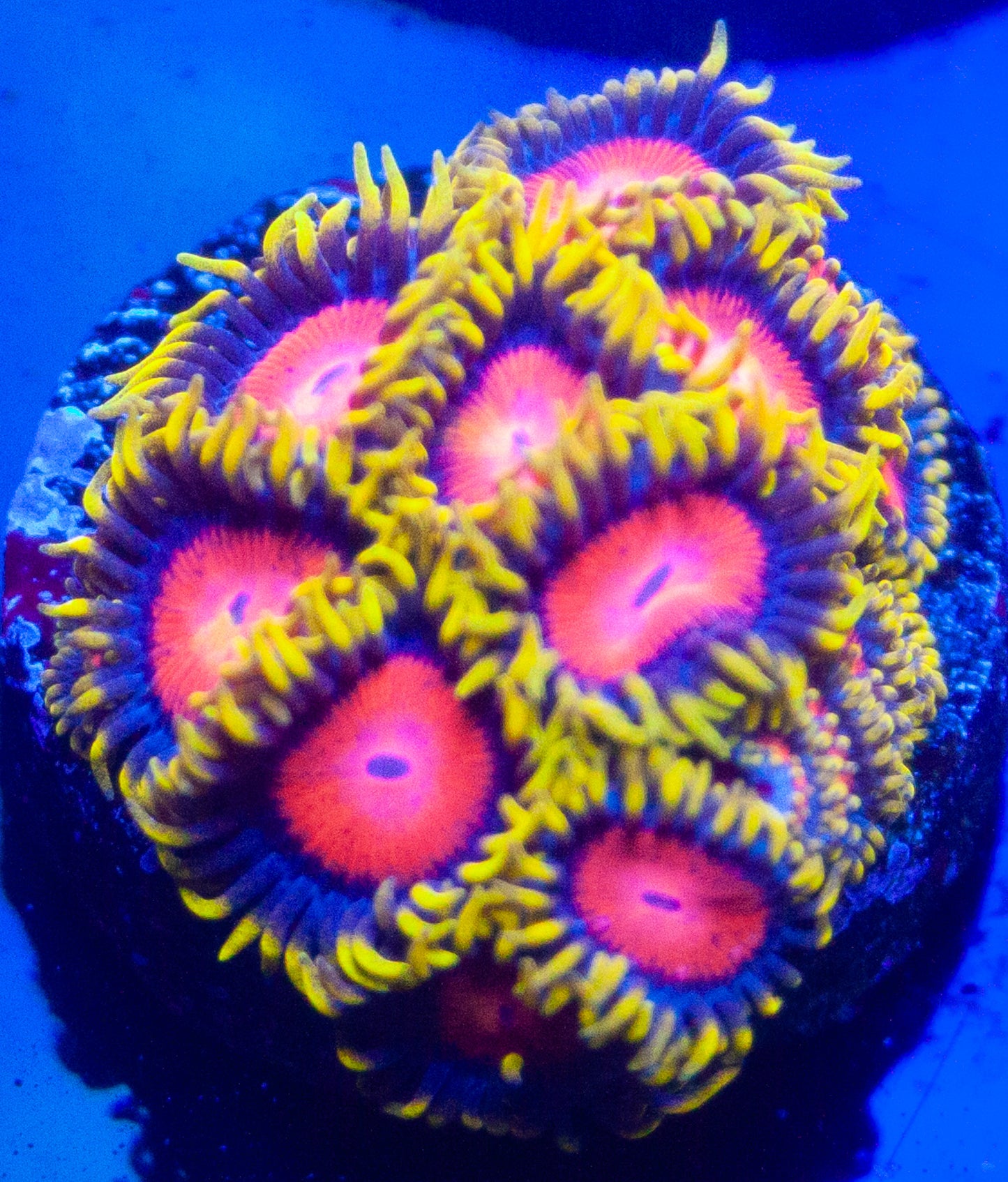 Fiji Hyper Color Zoanthids