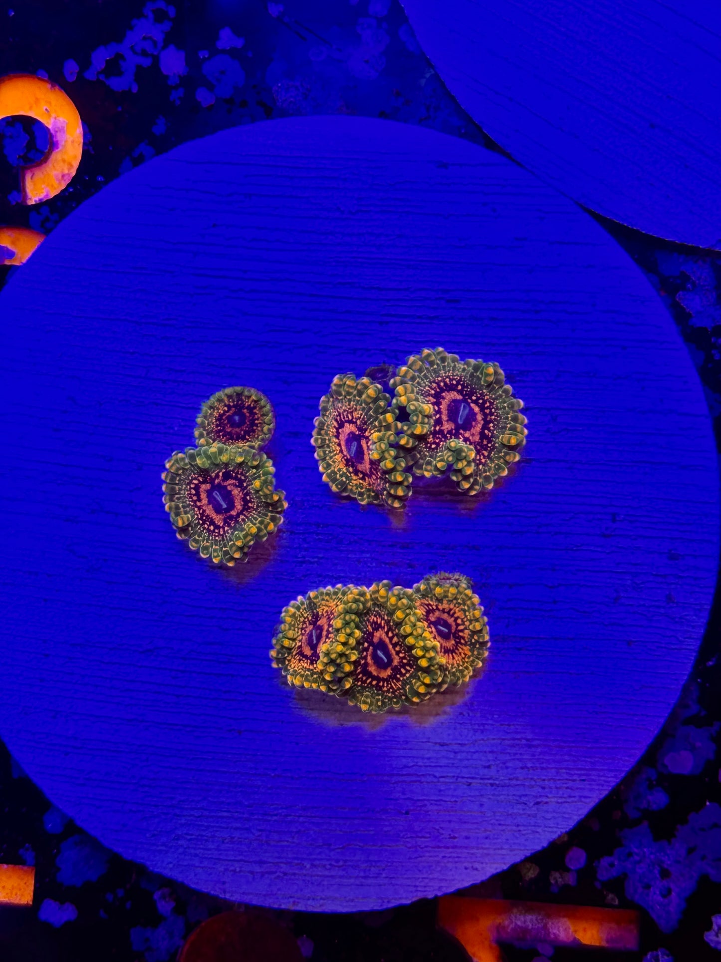 Grandmaster Krakatoa Zoa (FREE SHIPPING!)