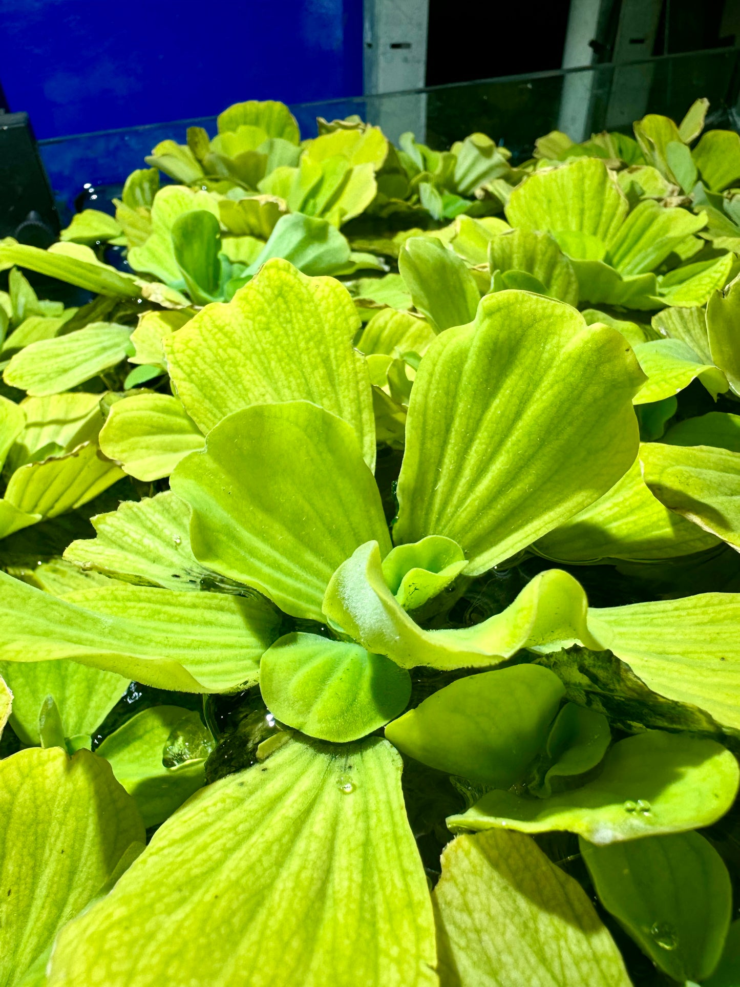 Water lettuce (Pistia sp.)