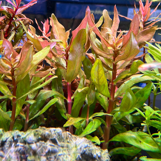 Red Plant pack
