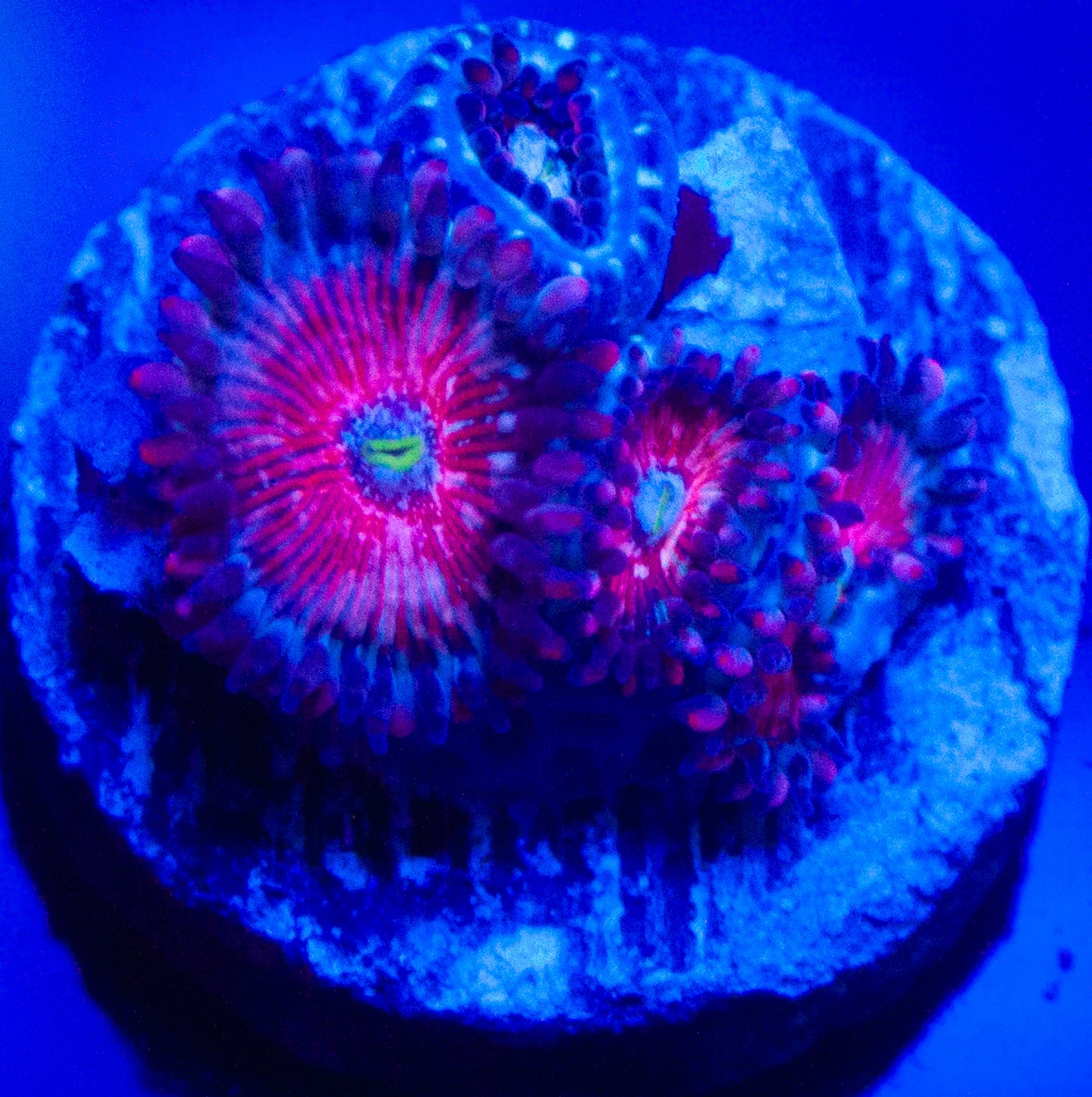 White Zombie Zoanthids