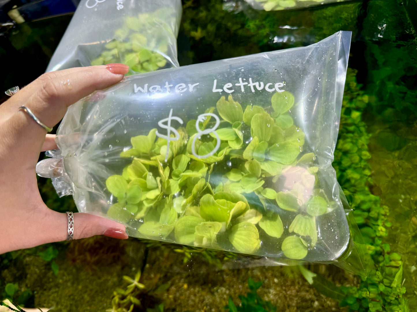 Water lettuce (Pistia sp.)