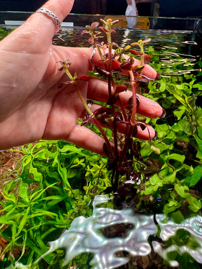 Rare! Bacopa Purple