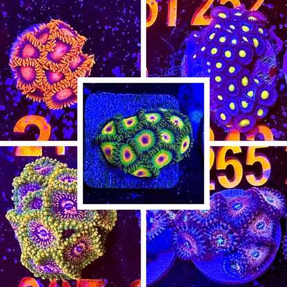Collector Zoa Assortment