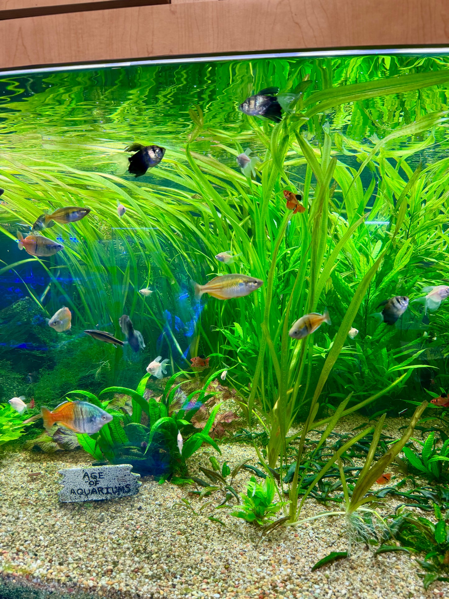 Jungle Val