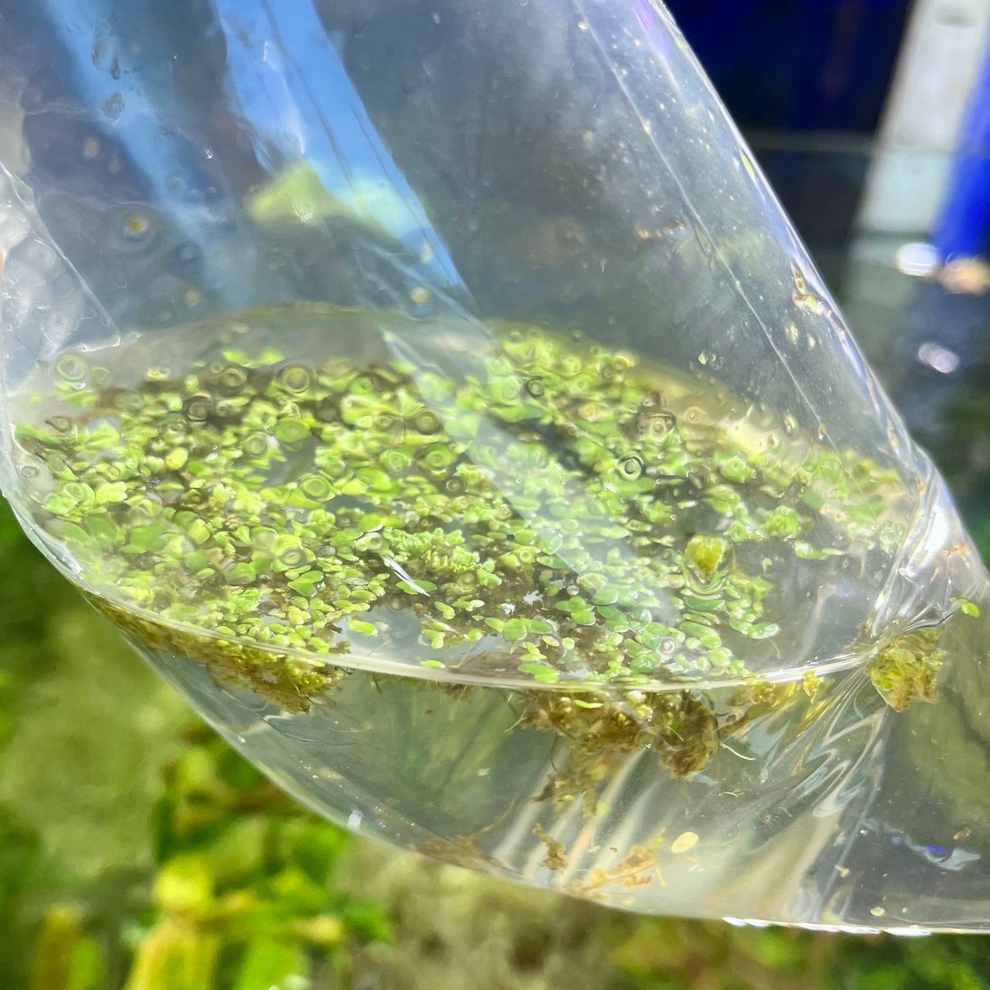 Azolla floating plant mix