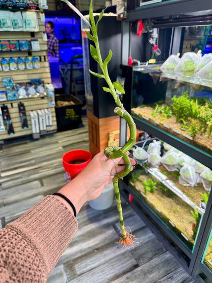 Lucky Bamboo Twists (Dracaena sanderiana)