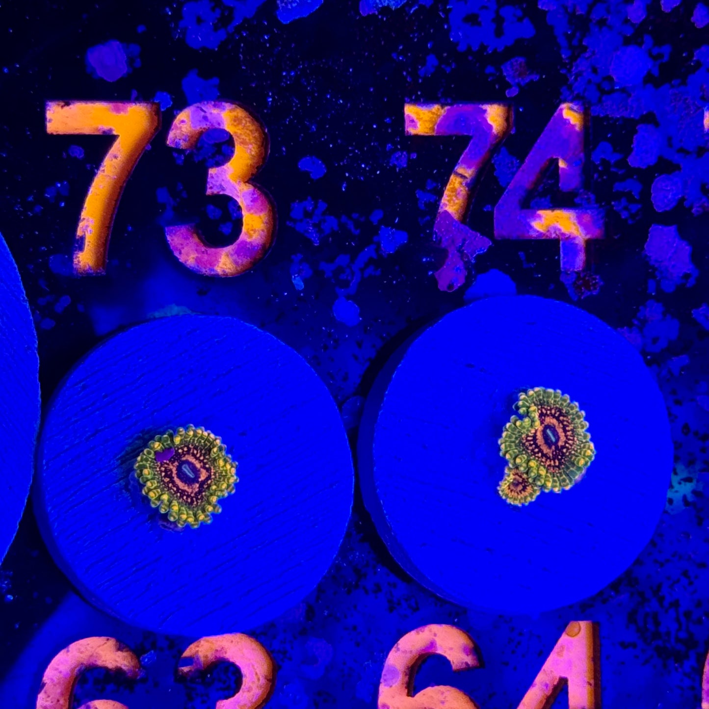 Grandmaster Krakatoa Zoa (FREE SHIPPING!)