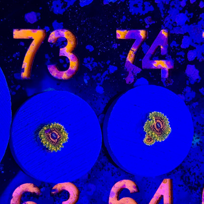 Grandmaster Krakatoa Zoa (FREE SHIPPING!)