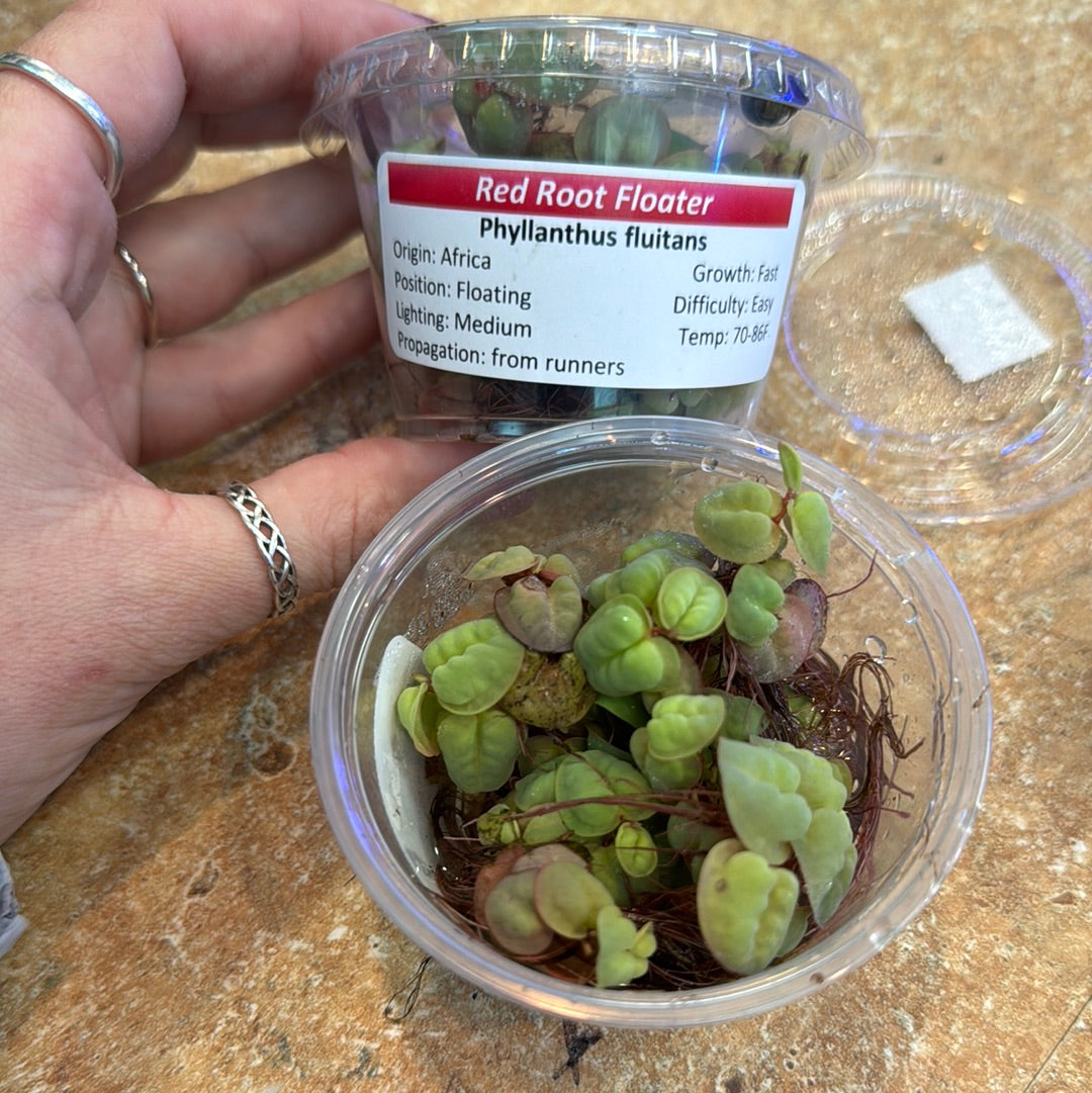 Red Root Floaters (Phyllanthus fluitans)