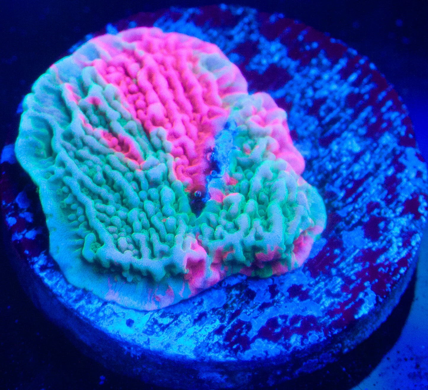 Grafted Cap Montipora