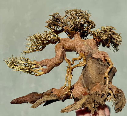 bonsai dragon tree Dragon Wood Bonsai Tree – ageofaquariums