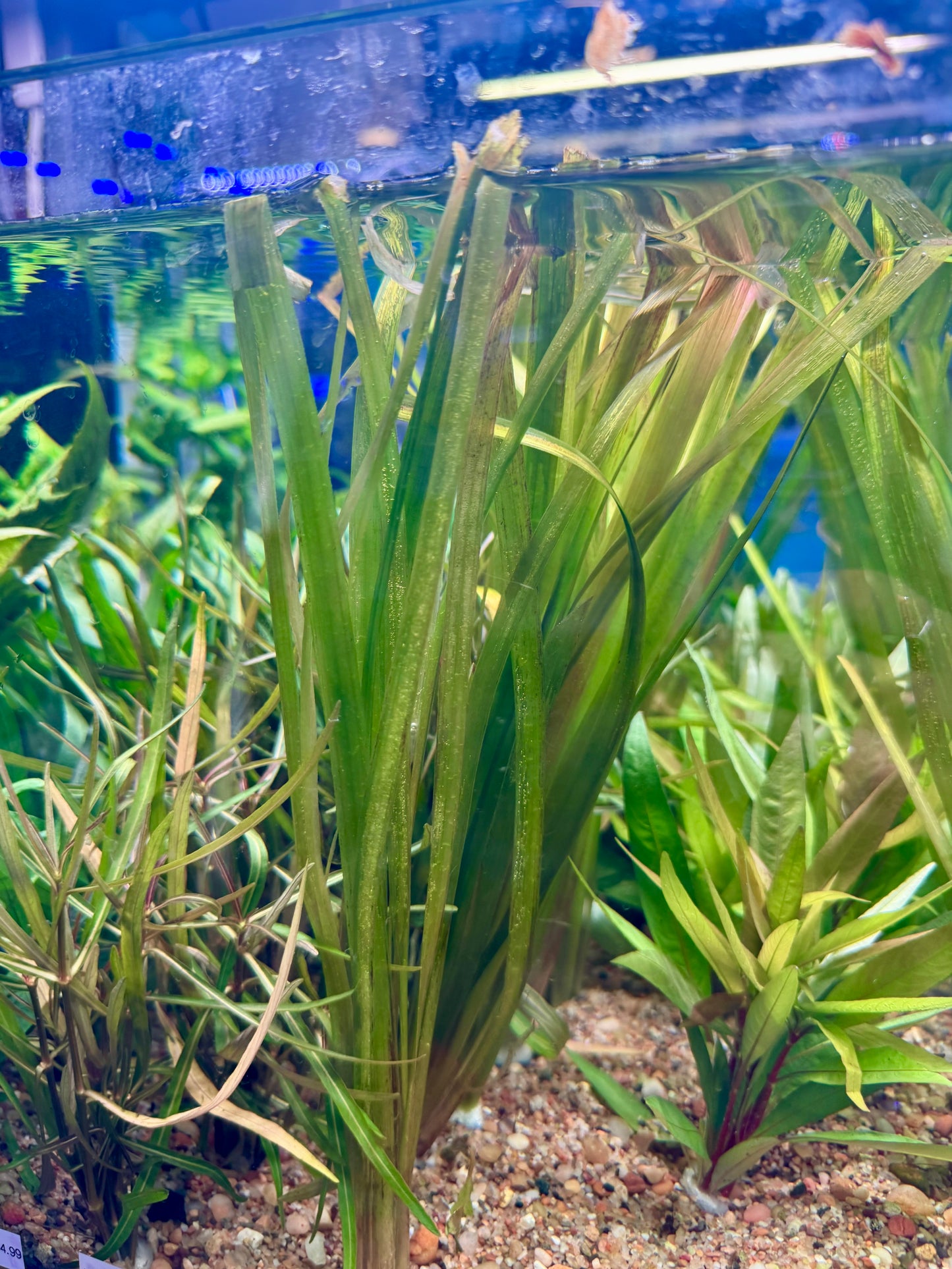 Jungle Val