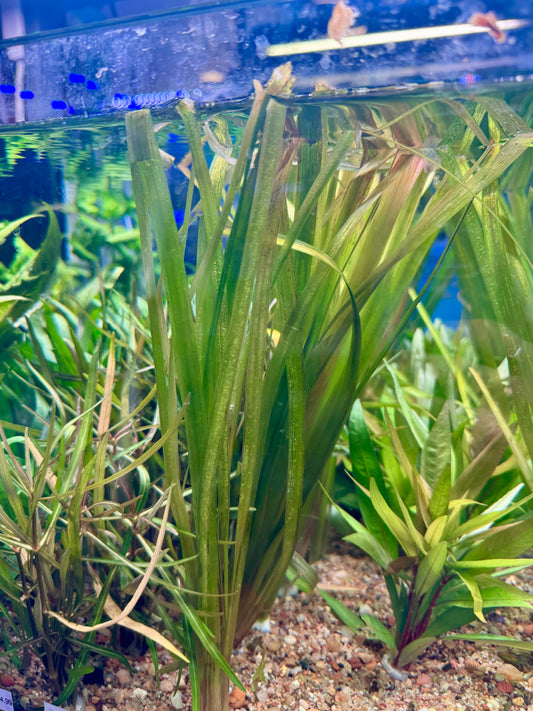 Jungle Val