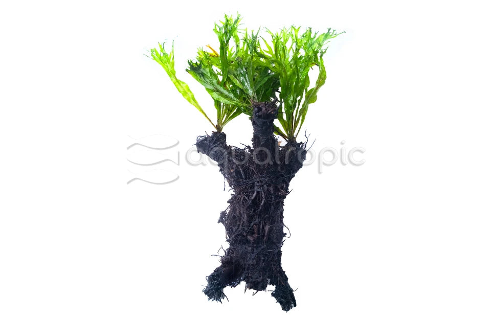 Ferns on root tree decor