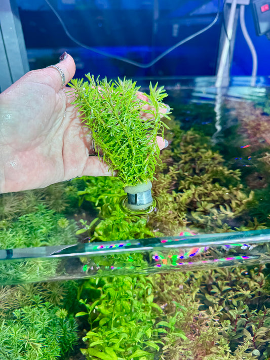 Rotala Bossii