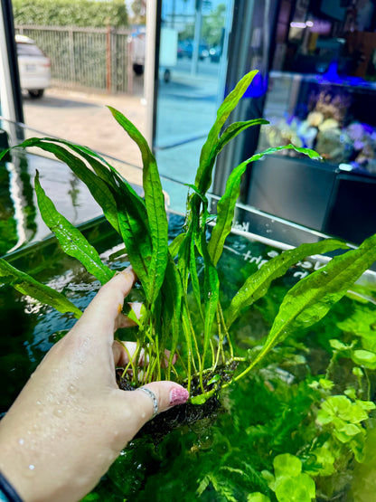 Java Fern
