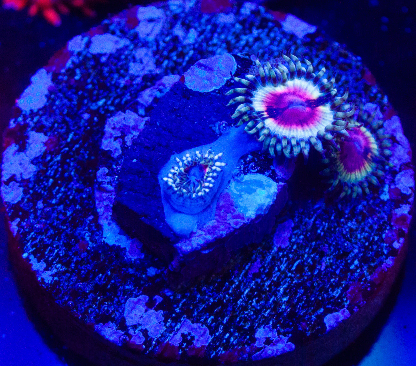 JF Bloodshot Zoanthids