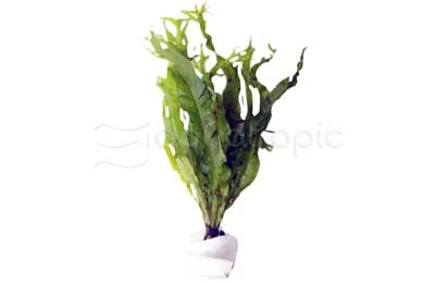 Windelov Fern