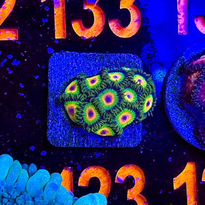 Collector Zoa Assortment