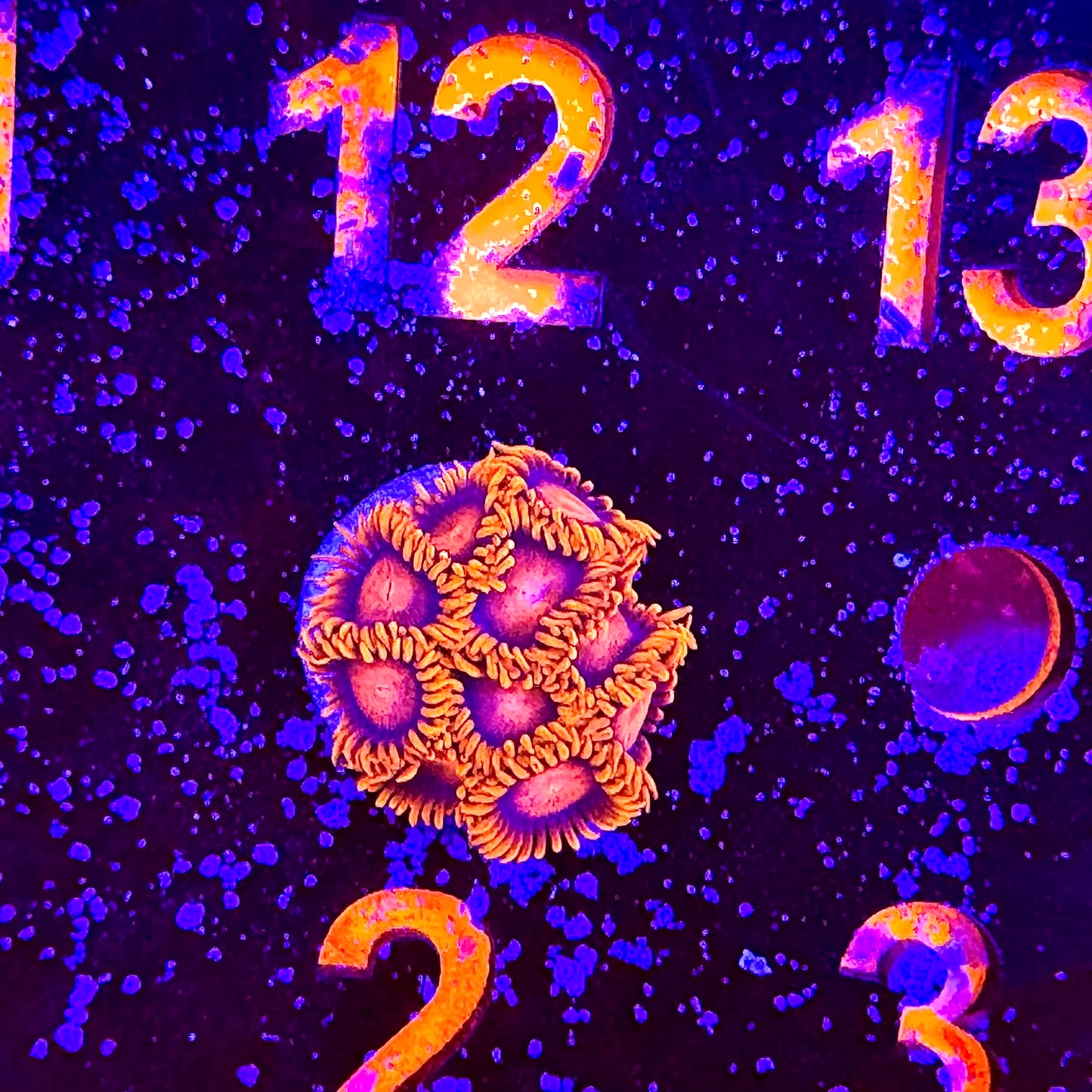 Collector Zoa Assortment