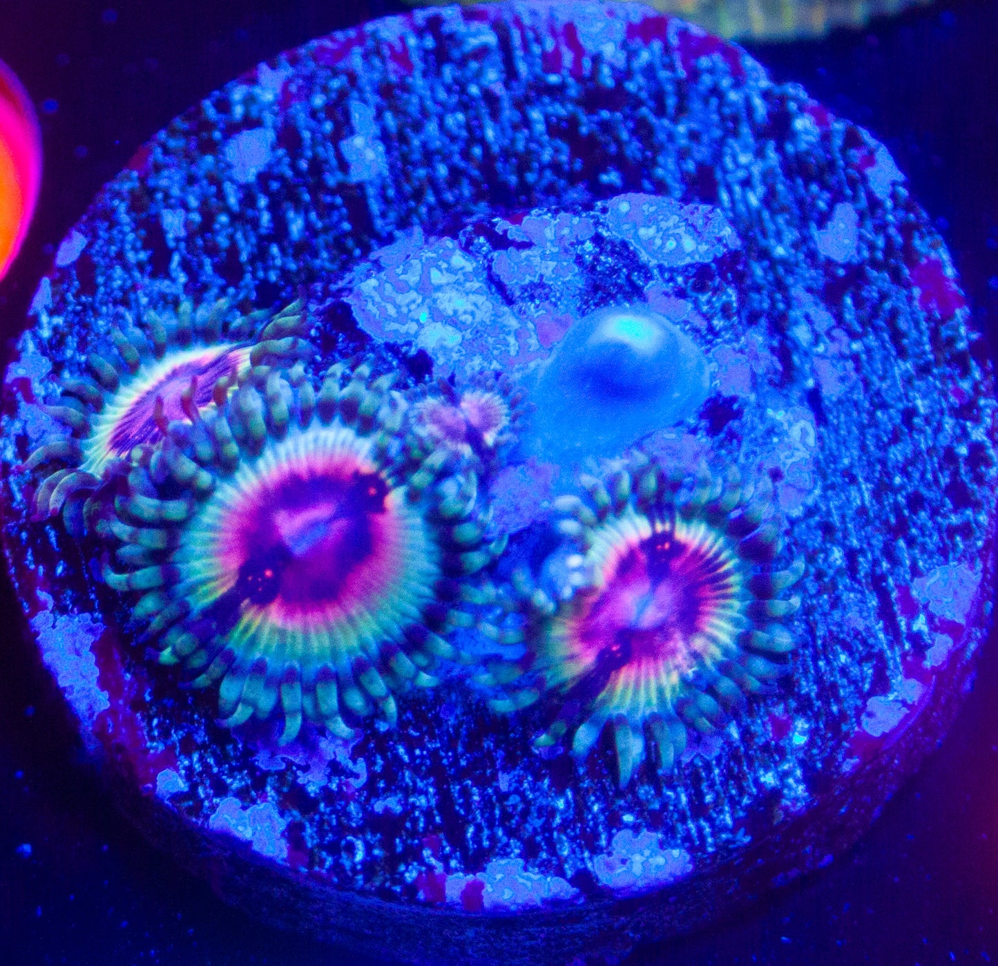 JF Bloodshot Zoanthids