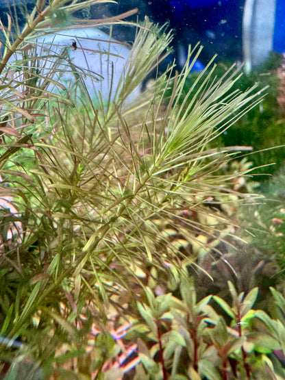 Rotala Bossii