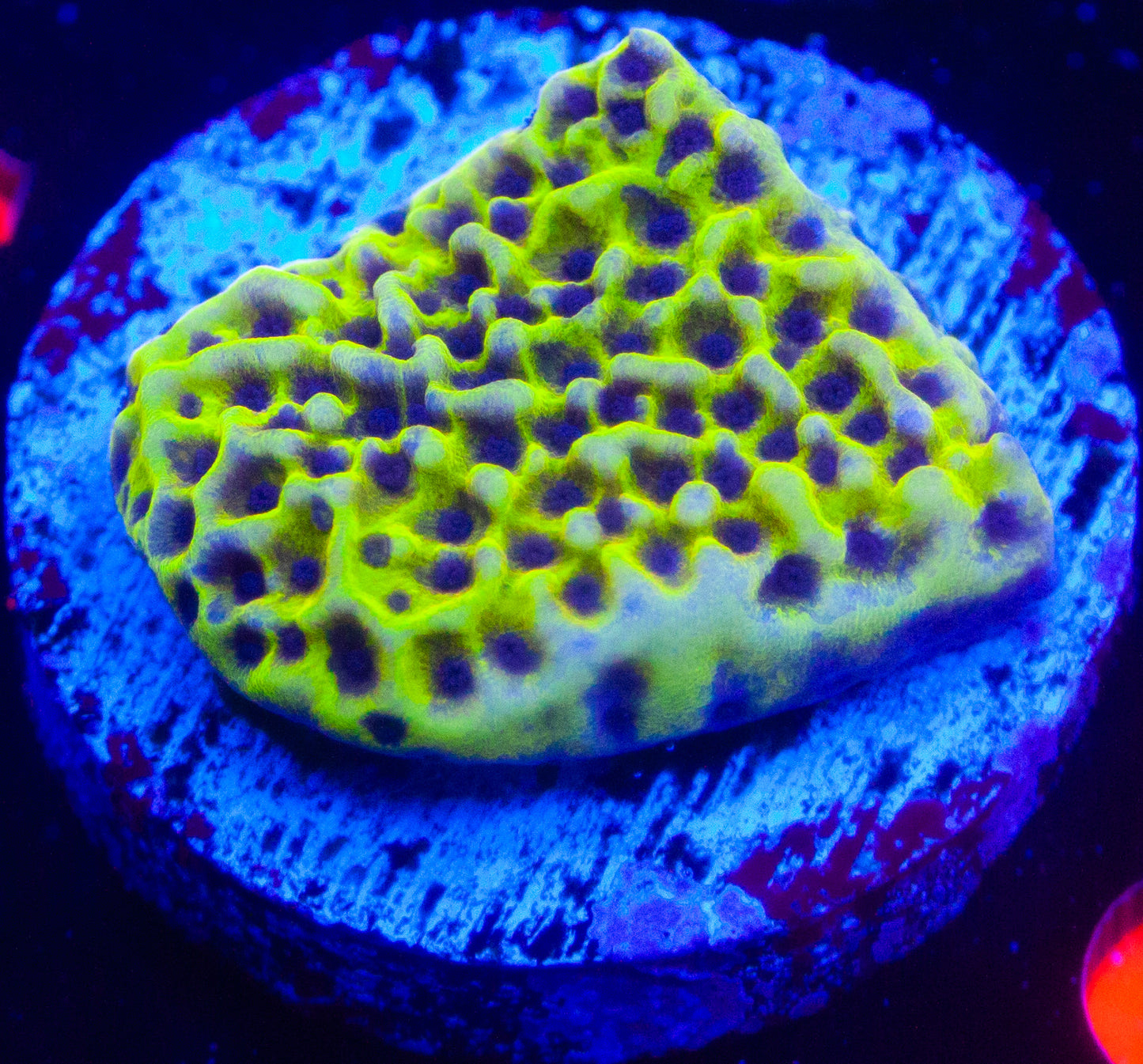 Mellow Yellow Montipora